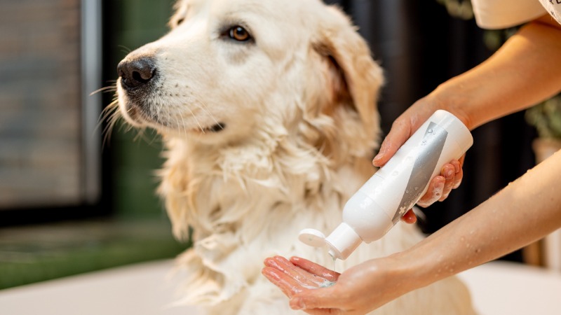 Meilleur shampoing pour chien